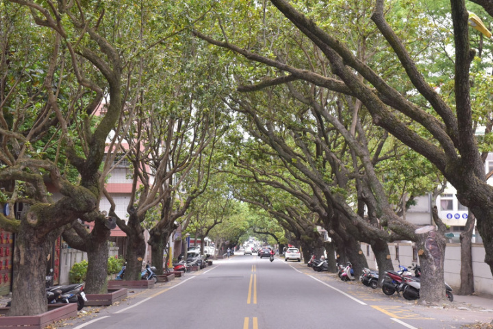 花蓮市明禮路兩側種有瓊崖海棠，是1909年日本政府為慶祝台灣總督府花蓮港醫院落成而栽種的紀念樹。這條百年綠廊，記載花蓮歷史，是縣政府列管的保護樹木，也是台灣唯一的瓊崖海棠綠色隧道。