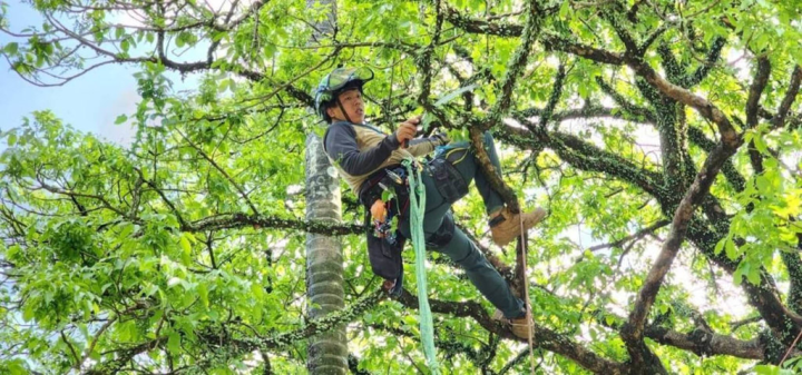 台灣樹木保育股份有限公司攀樹師張哲維進行都市樹木養護，爬到樹上檢查樹木，確認問題後會去除嚴重腐朽的枝幹、把長太斜容易斷的枝條修掉、減少一些葉子讓陽光和風更容易穿透、幫嚴重下垂的枝條減輕重量、用纜繩幫樹木拉住枝條等。（張哲維提供）