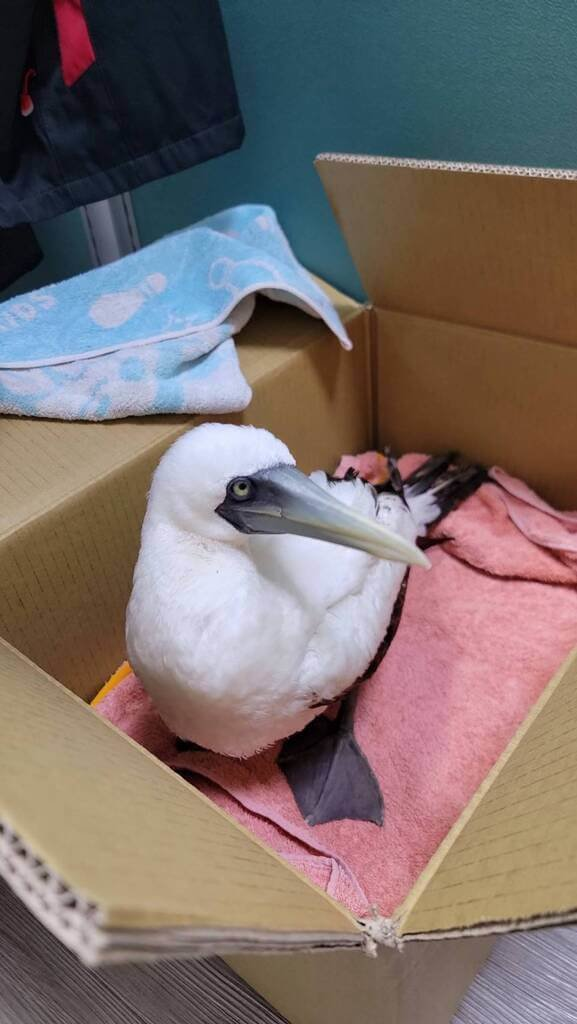 花蓮縣動植物防疫所接獲民眾通報，文創園區一處水池旁有藍臉鰹鳥待了一夜沒有離開，經帶回檢查後，確認是藍臉鰹鳥幼鳥，初步判斷疑似有中毒或細菌感染的神經症狀，7日中午轉送野灣野生動物救傷中心救治。（花蓮縣政府提供）