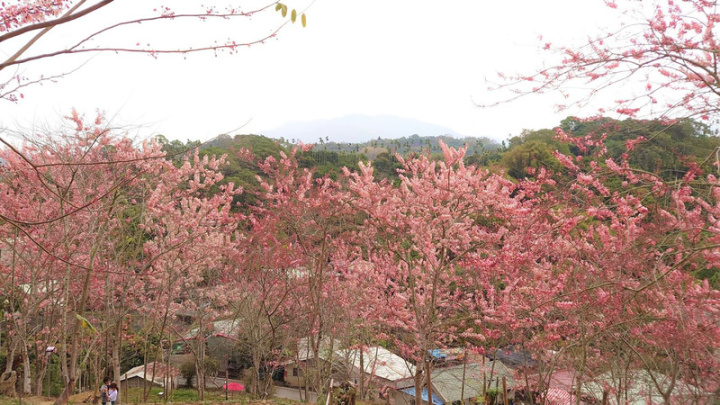 嘉義縣竹崎鄉義隆村長葉志紘在自家山坡地種植花旗木，營造「阿拉伯的粉紅村」，近日300多棵花旗木陸續開花染紅山頭，美景吸睛。