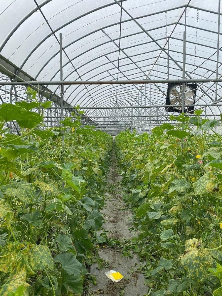 銀葉粉蝨密度攀升提醒農民警戒與防治