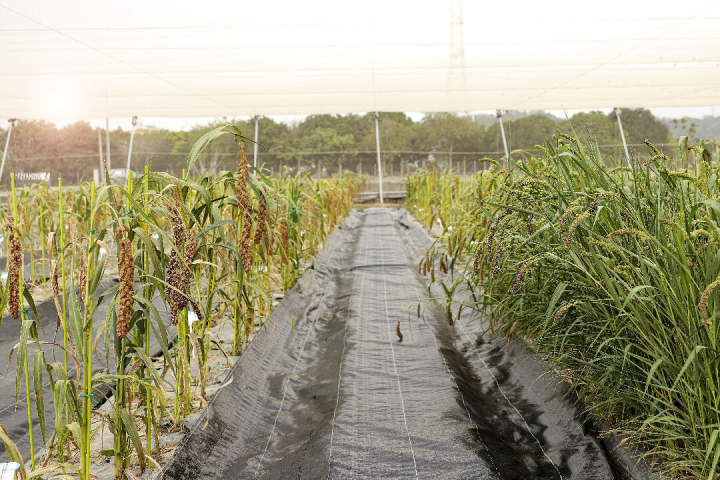 農試所作物種原庫將保存的100種小米種植於田間展示