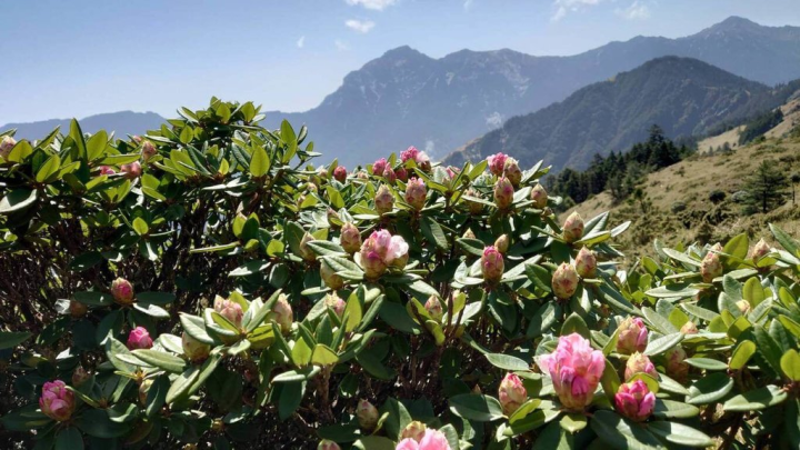 合歡山國家森林遊樂區轄管單位南投林管處17日表示，目前合歡東峰高山杜鵑花盛開中，建議民眾多利用平日共乘賞花，若假日上山請配合高乘載、流量管制。圖為石門山入口附近17日花況。（南投林區管理處提供）