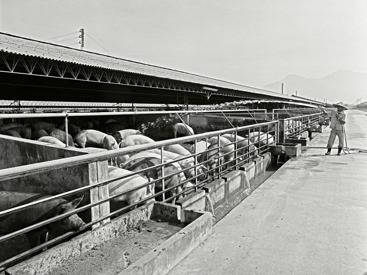 （上圖）過去，養豬場因為臭氣、汙水的問題，經常被視為鄰避設施。（外交部資料）