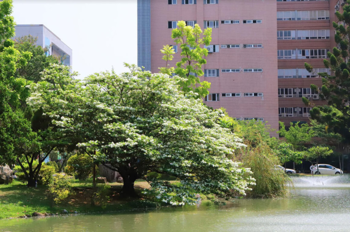 中興大學中興湖畔有棵流蘇樹，因患病花期到了未開花，校方展開搶救，流蘇樹恢復健康，讓湖畔四月雪重現。（中興大學提供）