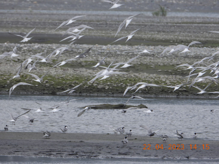 台灣偏鄉生態物種保護暨復育協會日前赴財政部國有財產署簽約，認養國有非公用邊際土地，範圍包含二級保育鳥類小燕鷗重要繁衍棲地神秘沙灘在內，面積合計約77.74公頃，將加強宣導維護保存環境棲息地的重要性。（台灣偏鄉生態物種保護暨復育協會提供）