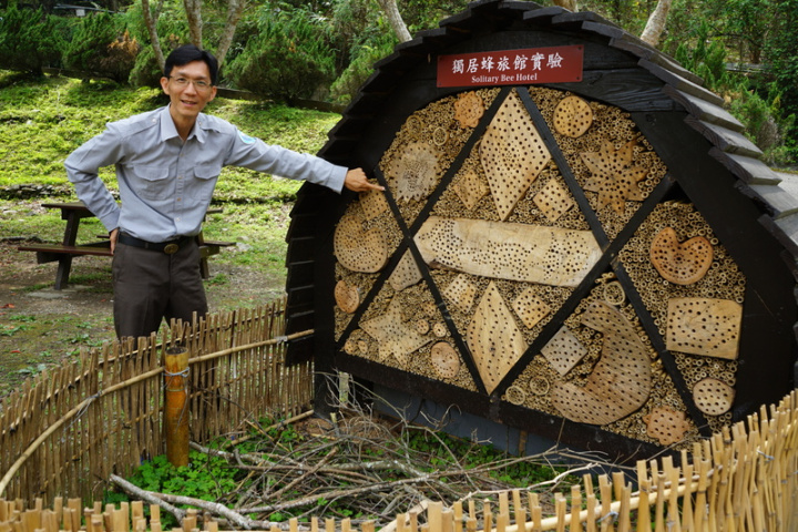 太魯閣國家公園管理處利用廢棄步道木材及修枝製作大小孔徑不一的「獨居蜂旅館」，布洛灣管理站主任陳寶匡（圖）說，第一期計畫入住率高，第2期花了2個月時間製作成造型特別的大型裝置藝術，讓遊客可近距離觀察獨居蜂。