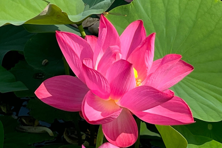 台南市白河區蓮田面積因缺水較往年略減，但進入花期後花況不錯，白河區公所將於7日舉辦蓮花節開幕活動。（台南市政府提供）