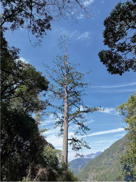 挺過無數風雨，昂然屹立的卡阿郎巨木，高約82公尺。（徐嘉君提供）