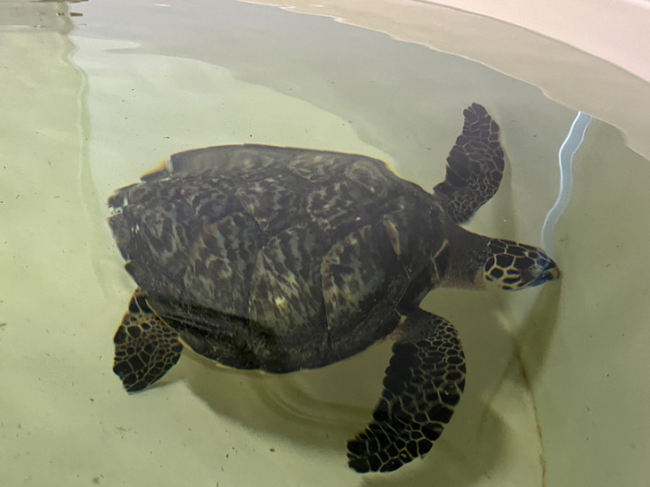 桃園市政府與水族館Xpark合作成立桃園市海龜保育教育暨救傷中心，27日正式揭牌。中心內有隻還在等待康復的玳瑁「大玳」，目前在收容池接受照護。