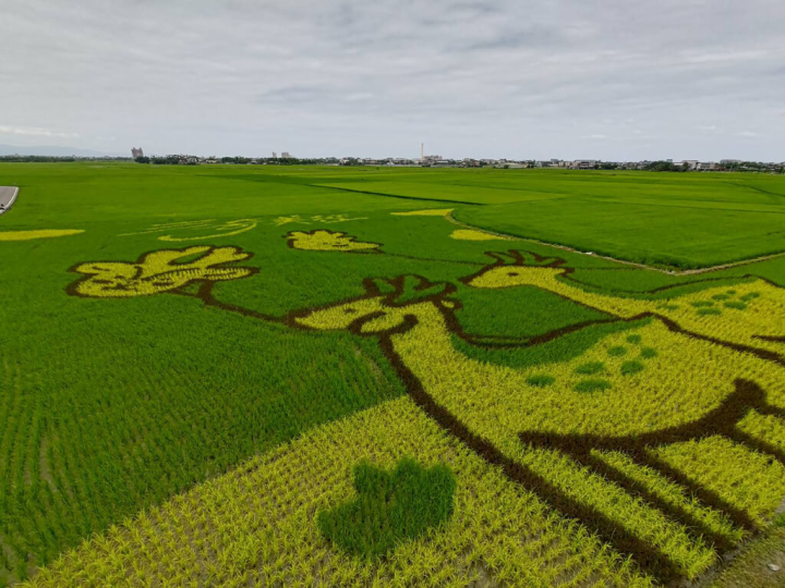 宜蘭縣冬山鄉三奇美徑彩繪稻田系列活動，今年栽種3種不同顏色水稻，呈現「小鹿放風箏」主題圖，近日主視覺已清晰可見，若從附近觀景台鳥瞰，圖中2隻小鹿在稻田放風箏，可愛圖案盡收眼底，賞期至7月初。（冬山鄉公所提供）