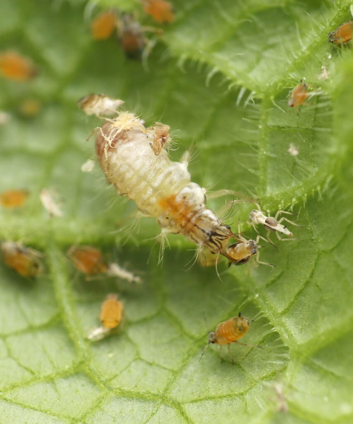 行政院農委會農業試驗所表示，草蛉是多種小型害蟲的重要天敵，一隻草蛉幼蟲每天能捕食近百隻粉蝨若蟲及蚜蟲，整個幼蟲期可獵食近千隻介殼蟲等小型害蟲與蟎類，是防治最佳利器。（農試所提供）