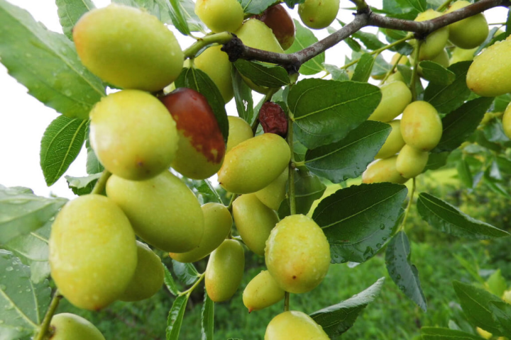 農委會苗栗區農改場從民國108年起監測苗栗縣公館鄉的東方果實蠅族群密度消長，研擬整合性防治法，111年已達到約62%防治率，有效降低紅棗果實被害率，並減少化學農藥使用，讓消費者可購入健康無虞的紅棗。（苗栗區農改場提供）