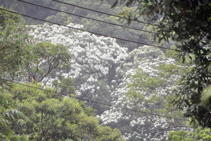 桐花季到來，新北市石碇區往平溪區的市道106號公路，沿途不時可見油桐花開如點點白雪覆蓋枝頭。