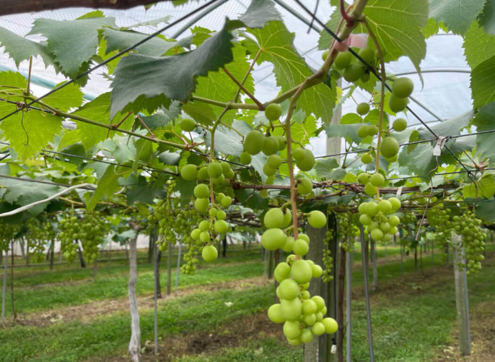 受3月低溫影響，台中市新社、東勢區巨峰葡萄出現高比例單偽結果的無籽葡萄，台中市農業局預估產量減少3成。（台中市農業局提供）