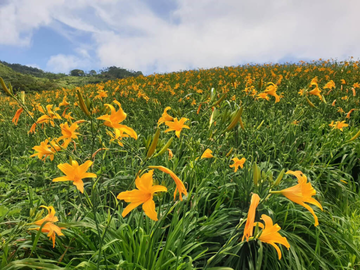 行政院農業委員會農糧署東區分署2日表示，知本種植的金針花，花期在5月初開始盛大開放，正好遇上母親節應景，農糧署邀請大家一同徜徉滿園金針花海中，將美景盡收眼底。（農糧署東區分署提供）