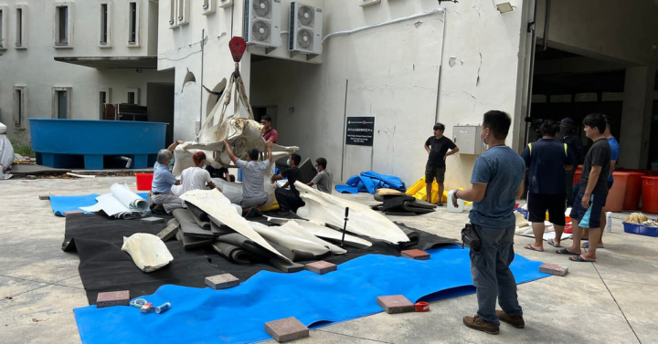 3年前陳屍在台東長濱海岸的年幼藍鯨，屏東海生館委託專業團隊負責骨骼標本製作與修復，將會展示在海生館的世界水域館大廳，將採用吊掛的方式，呈現藍鯨在海中潛游的姿態。（國立海洋生物博物館提供）