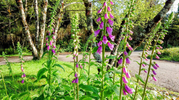 宜蘭太平山國家森林遊樂區內毛地黃近日盛開，最佳賞花期至5月底，但羅東林管處10日指出，毛地黃全株有毒，呼籲遊客觀賞即可，切勿觸摸或採摘。（羅東林管處提供）