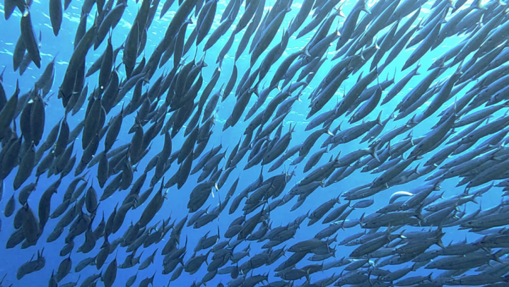 綠島潛水教練近日在石朗海域遇見黃金尾梭魚群，在礁石區像龍捲風一樣洄游，宛如海裡刮起旋風。（薛宏濤提供）