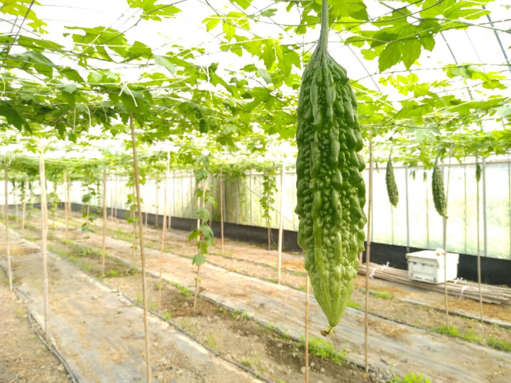 機能苦瓜花蓮6號