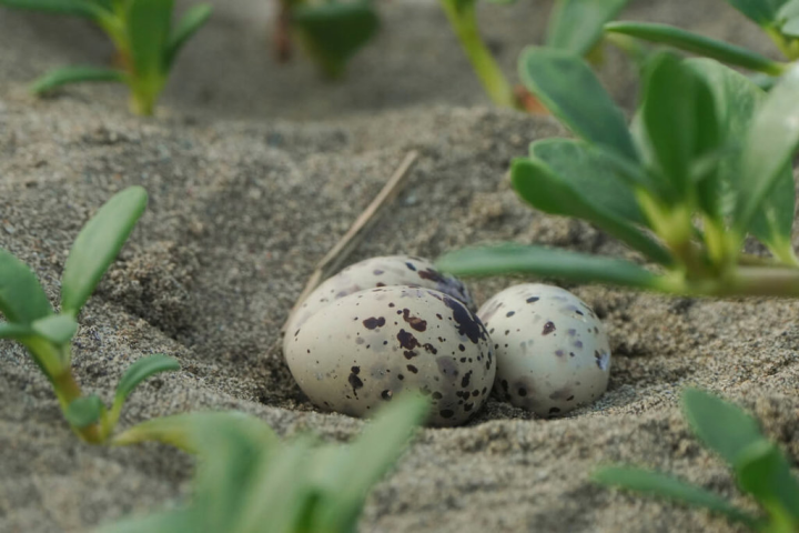 新竹市香山濕地近期出現許多2級保育類小燕鷗棲息、產蛋，專家呼籲民眾盡量不要靠近，讓這些鳥類都能不受干擾的繁殖育雛。（新竹市政府提供）