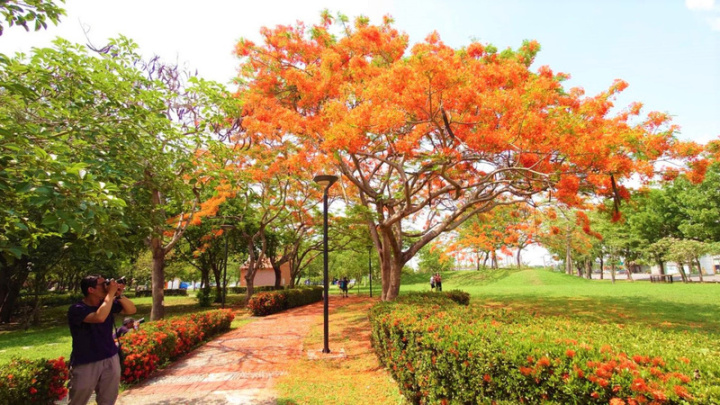 嘉義縣表演藝術中心鳳凰花開，樹下人行道也被落花染紅。