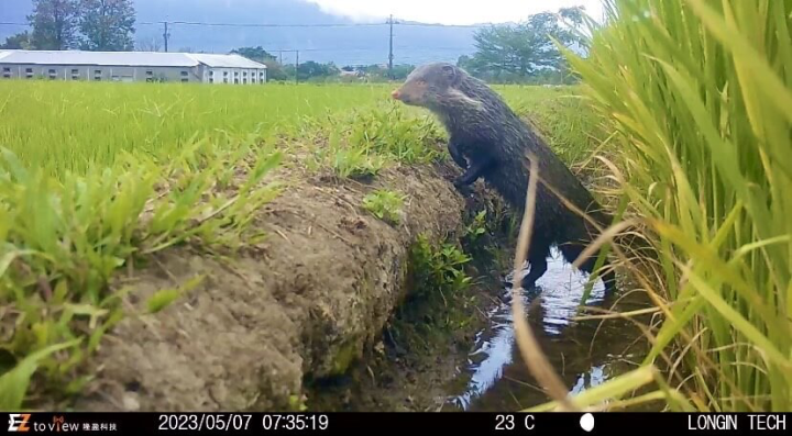 台東池上鄉青農魏瑞廷的有機稻田區，7日上午發現一隻珍貴稀有的食蟹獴。（魏瑞廷提供）