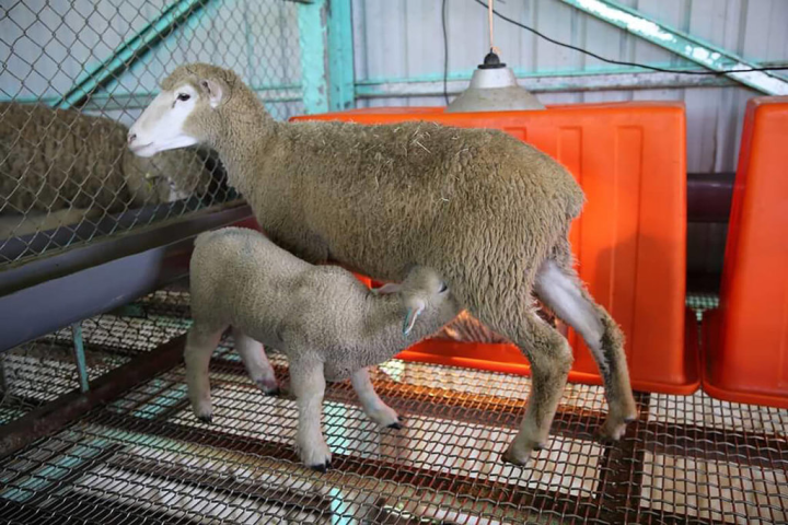 南投清境農場14日表示，小羊抬頭吸奶會形成特殊構造「食道溝」，讓乳汁可不經前3個胃直接進入第4個胃，有助小羊吸收完整免疫球蛋白，是生理構造所產生的自然現象。（清境農場提供）