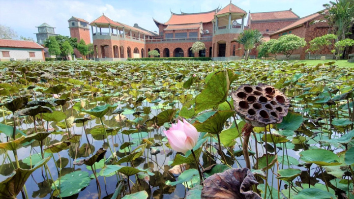 嘉義縣表演藝術中心荷花池往年5月綻放美麗花朵，吸引民眾拍照，館方22日表示，今年荷花生病開得稀疏，正找人醫治。
