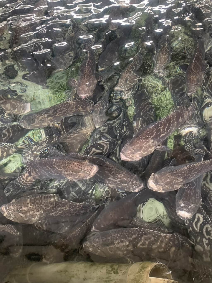 中國去年6月13日以檢出隱性結晶紫為由，暫停輸入台灣石斑魚，行政院農業委員會漁業署3日公告抽驗結果，截至今年3月底，已採驗1048戶石斑魚養殖戶全數合格。（孫藝鳳提供）