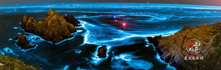 馬祖東莒民宿業者林文福指出，近期這波藍眼淚爆量潮約落在14日到17日，淚況是他今年看到最多的，「多到太可怕，整個外海都是滿的」。（林文福提供）