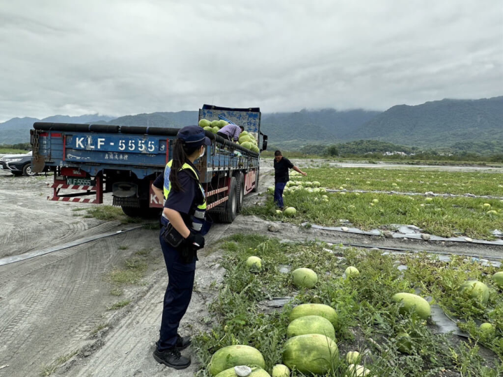 花蓮縣玉里鎮種植的西瓜進入採收季，秀姑巒溪沿岸種植面積約191公頃，為防止瓜農辛苦結晶遭竊，玉里警分局自5月起展開為期4個月的「護瓜專案」。（花蓮縣警察局提供）