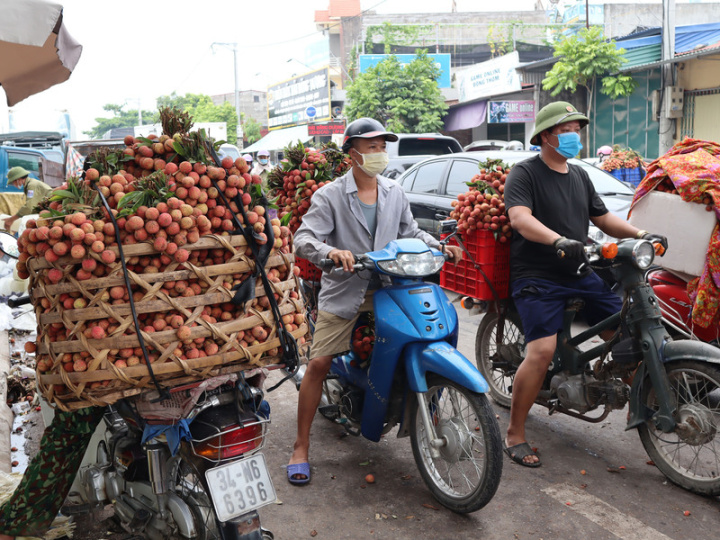越南2020年1月下旬發現首起COVID-19確診病例，民眾一開始面對疫情相當忐忑，圖為2021年6月6日農民連在戶外採收荔枝都戴著口罩，而今「人口一罩」的景象不復見。