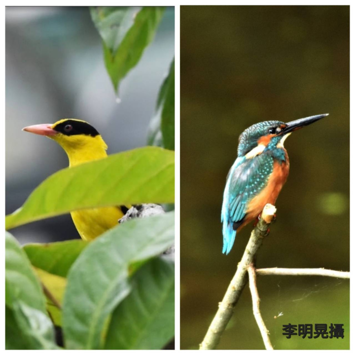 松山文創園區是一座被忽視的生態園區，鳥類種類尤其多，包括都市中罕見的翠鳥(右)以及二級保育類黃鸝鳥(左)都曾在園區內現蹤。(芝山綠園園長李明晃提供)