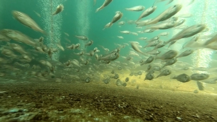 因應沿近海漁業資源整體呈現下滑趨勢，農委會14日在小琉球海域放流2萬3500尾黑䱛、密點少棘胡椒鯛、星雞魚等重要魚種魚苗，盼增裕海洋資源。（農委會提供）