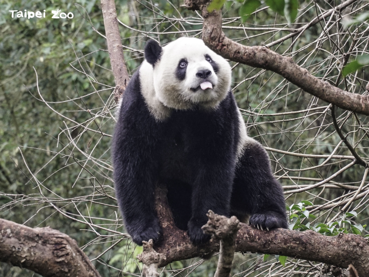 動物園大貓熊「圓寶」即將滿3歲