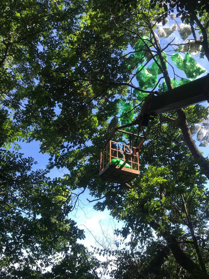 新竹林管處21日表示，26、27日將在大鹿林道15至16公里處及觀霧森林遊樂區餐廳旁進行台灣檫樹果實套袋作業，作業時間自上午8時至下午5時，此路段將實施交通管制，僅開放單線通車。（新竹林管處提供）