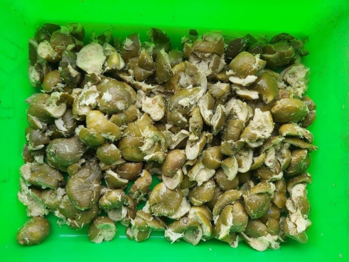 因應氣候變遷，畜產試驗所持續發展循環農業，將農業副產物檸檬果渣經處理再利用，供泌乳牛羊食用，進而降低飼料成本、進口依賴及碳排。（畜試所提供）