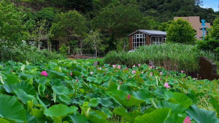 台北市南港區山水綠生態公園近期荷花盛開，環保局1日表示，民眾可趁好天氣前往踏青。（環保局提供）