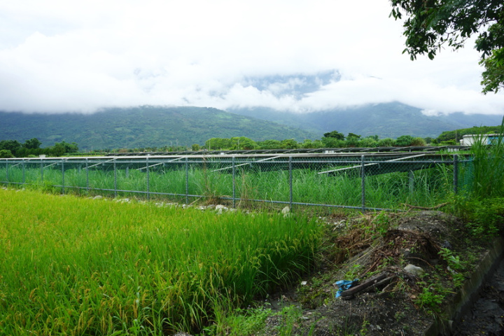 花蓮縣鳳林鎮有多處光電場址，圖為榮開路上一處緊鄰農田的光電場。