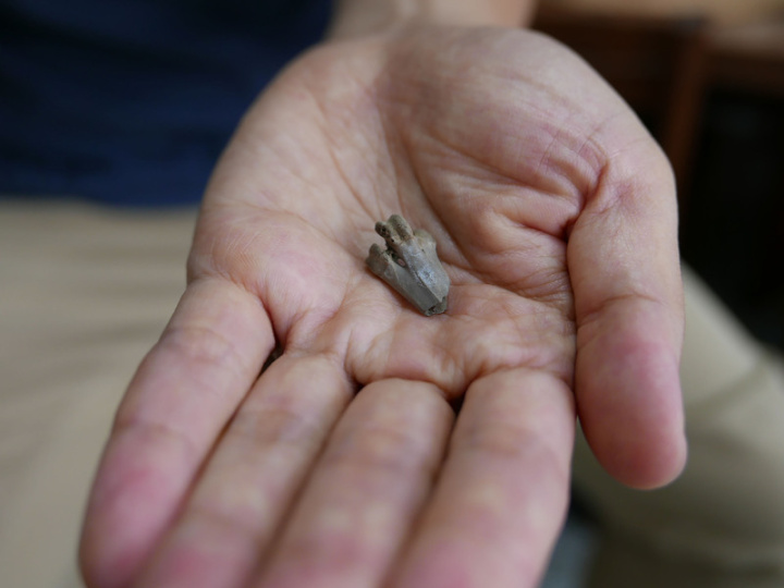 國立台灣大學生命科學系副教授蔡政修，獲收藏家侯立仁捐贈鳥類腳部標本（圖），經研究後判斷出此標本是雉科物種，2021年投稿國際期刊很快被接受，蔡政修說，這也是台灣首件發現鳥類恐龍的研究。