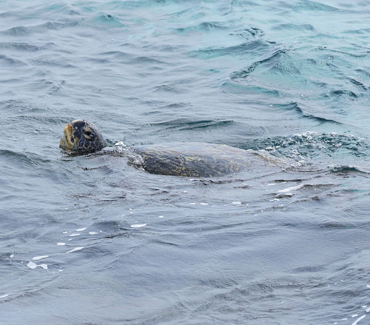 「遇見海龜」是小琉球的觀光特色，若在岸上望向海面，細心等待，一定有機會看到「龜抬頭」換氣的畫面。