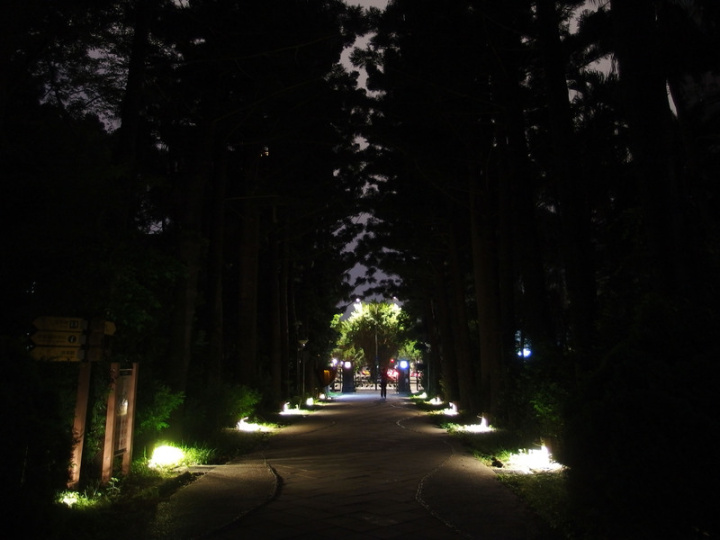 為減少夜間照明影響植物生理作用，台北植物園區在2016年後全面改採矮燈，但因燈具照射角度小且亮面不均勻，容易產生眩光。圖為過去採用矮燈的園區步道。（林試所提供）