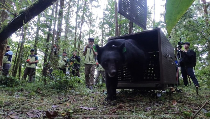 5月初由部落族人通報花蓮林管處，於花蓮卓溪1處苦茶園救援1隻約2歲、受困套索的雄性台灣黑熊，取名Lizuk Dumaz（力鹿克），健康情況良好，花蓮林管處12日清晨將黑熊運抵野放地點，當運輸籠閘門打開後，森林護管員以動物驅離槍及氣鳴喇叭等負面刺激，「力鹿克」即朝向森林深處而去。（花蓮林管處提供）