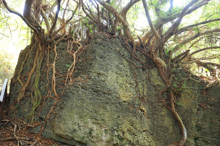山豬溝保留島上最完整的原始植相，樹木的根系盤踞在高位珊瑚礁石灰岩，非常壯觀。