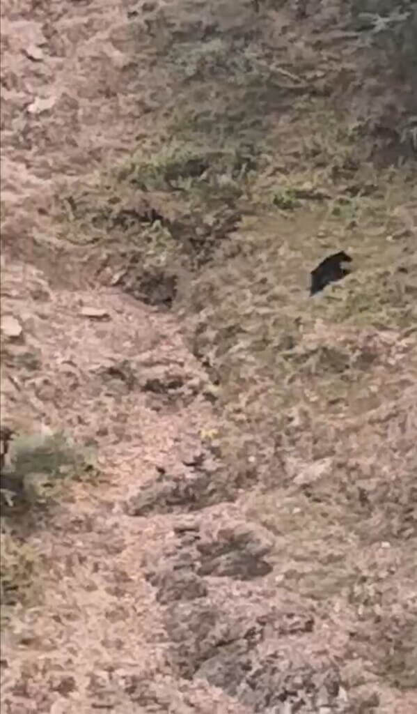 近期幾起遊客通報在玉山主峰線、瓦拉米步道一帶目擊台灣黑熊出沒，玉山國家公園管理處19日表示，玉山國家公園是台灣黑熊重要棲息環境，呼籲遊客遇到黑熊勿驚擾、速離開。圖為民眾通報5月1日楠梓仙溪台灣黑熊出沒。（民眾提供）