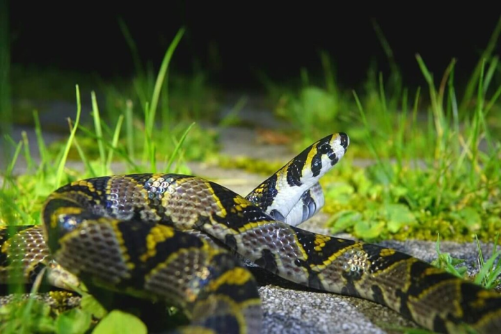 東勢林區管理處22日指出，大雪山近期出現了珍稀保育類高砂蛇，傳說蛇是山神的使者，遊客目擊驚嘆不已，直呼太幸運。（民眾提供）
