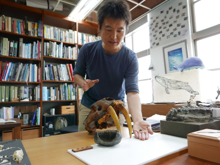 國立台灣大學生命科學系副教授蔡政修（圖）至今在國際期刊發表陸域劍齒虎（中後，劍齒虎複製標本）、海域露脊鯨（中前，半缽狀露脊鯨耳骨）、空域鳥類恐龍（蔡政修左手持鳥類腳部標本）等古生物研究論文。
