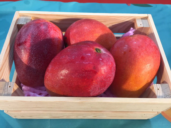 台南市政府14日北上農委會舉辦2023台南國際芒果節記者會，現場展示芒果鮮果品。農糧署指出，今年5月乾旱讓中小果較往年多，但也因此更甜、果皮更光滑；之後老天降雨，大於300公克的中大果產量也增加，適合送禮，歡迎消費者選購。