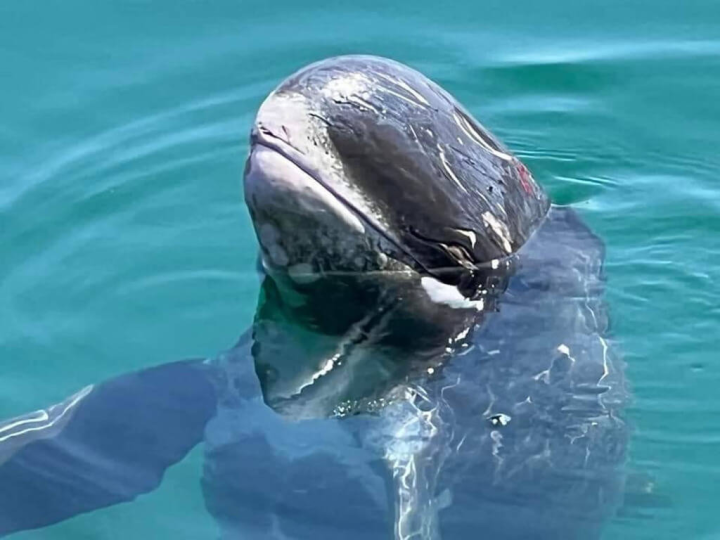 1隻小虎鯨18日誤闖澎湖七美島南滬港，一直在港區內洄游，直到傍晚才由澎湖縣農漁局保育人員引導出港。（七美報報提供）